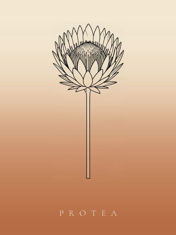 Protea Poster